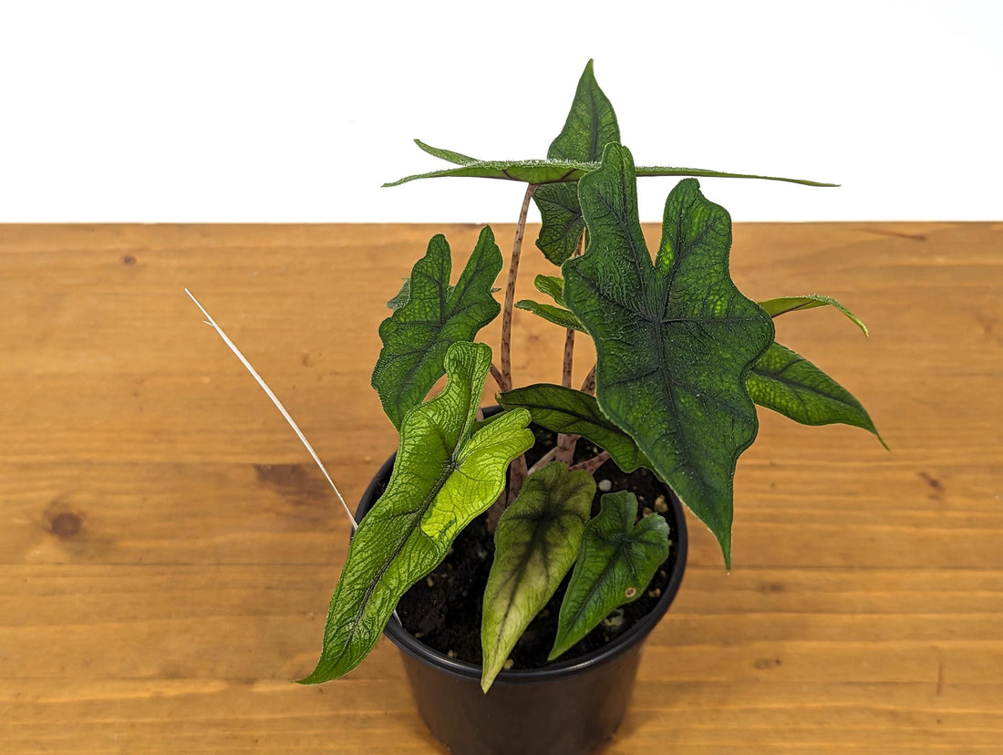 Sport Aurea Variegated Alocasia Jacklyn 4 inch pot Multiple Plants Exact 