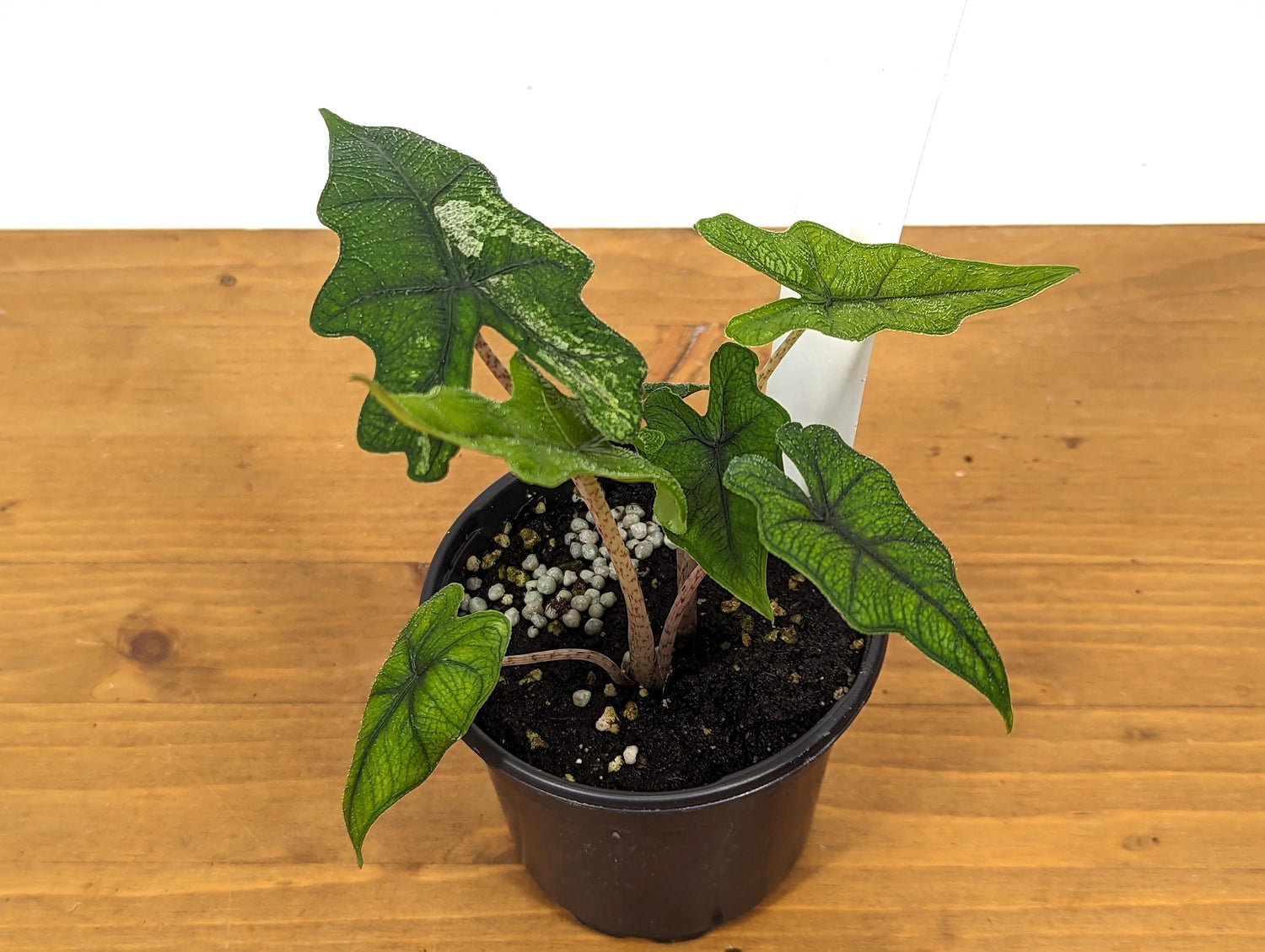 Sport Variegated Alocasia Jacklyn 4 inch pot Live Houseplant Exact Plant 