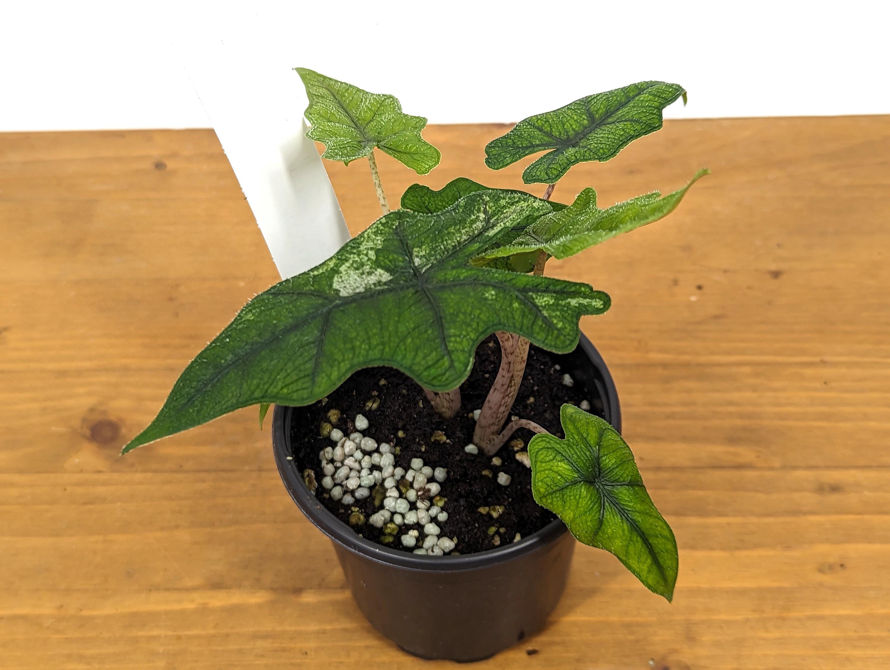 Sport Variegated Alocasia Jacklyn 4 inch pot Live Houseplant Exact Plant 