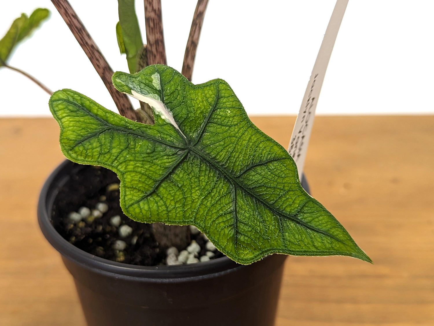 Sport Albo Variegated Alocasia Jacklyn 4 inch pot Live Houseplant Exact Plant 