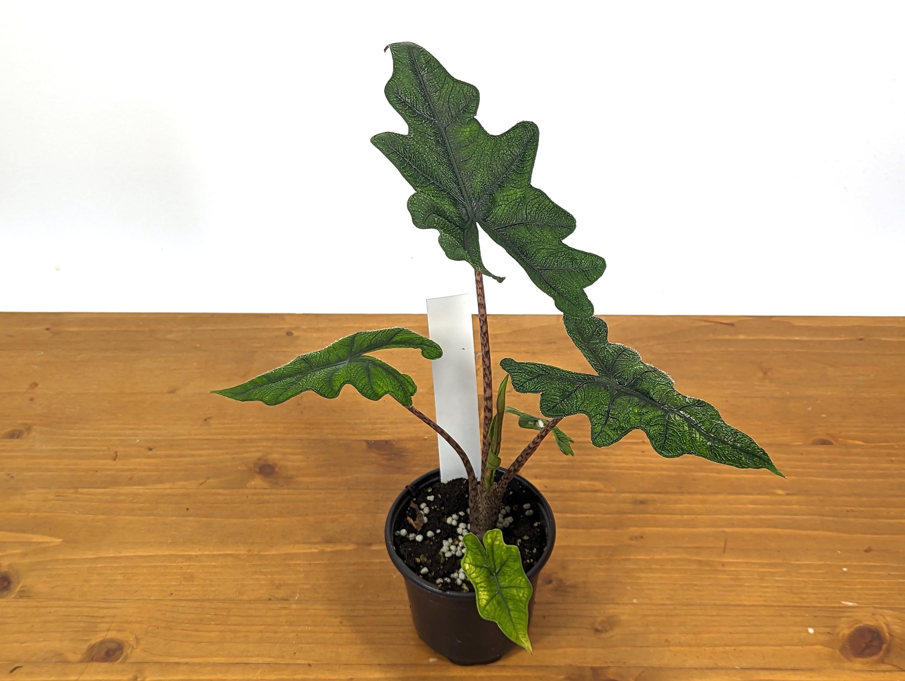 Sport Albo Variegated Alocasia Jacklyn 4 inch pot Live Houseplant Exact Plant 