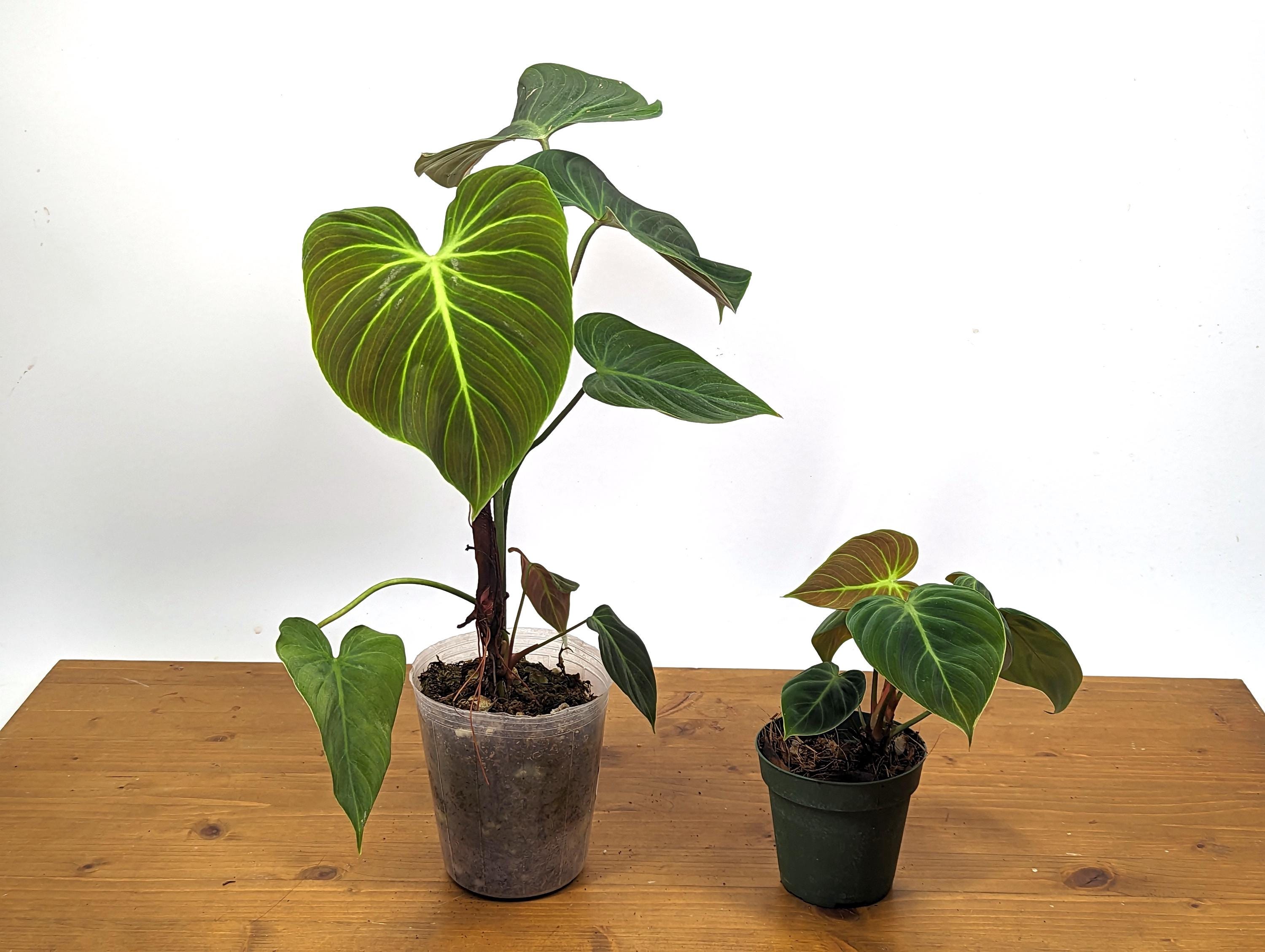 Rubrijuvenile Philodendron El Choco Red - 4 inch pot