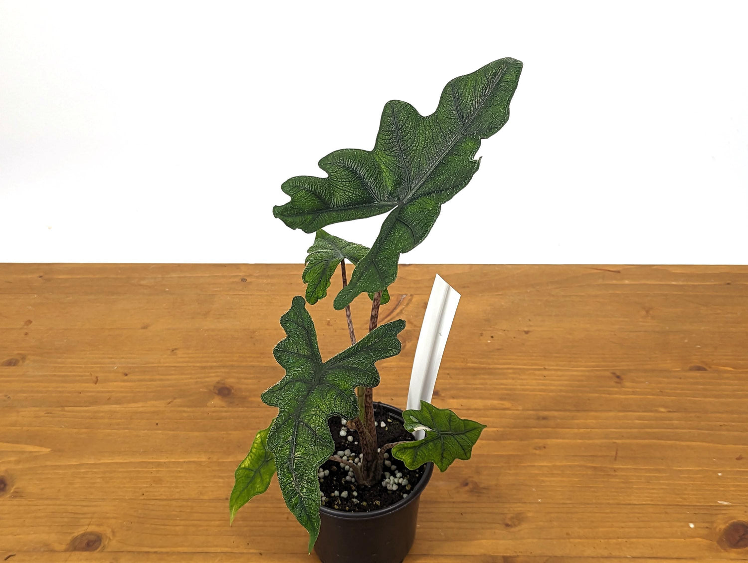 Sport Albo Variegated Alocasia Jacklyn 4 inch pot Live Houseplant Exact Plant 