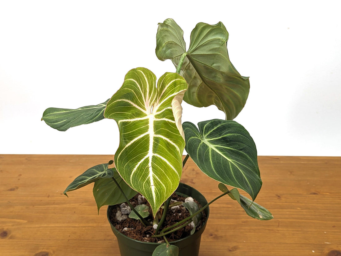 Philodendron Gloriosum Zebra &