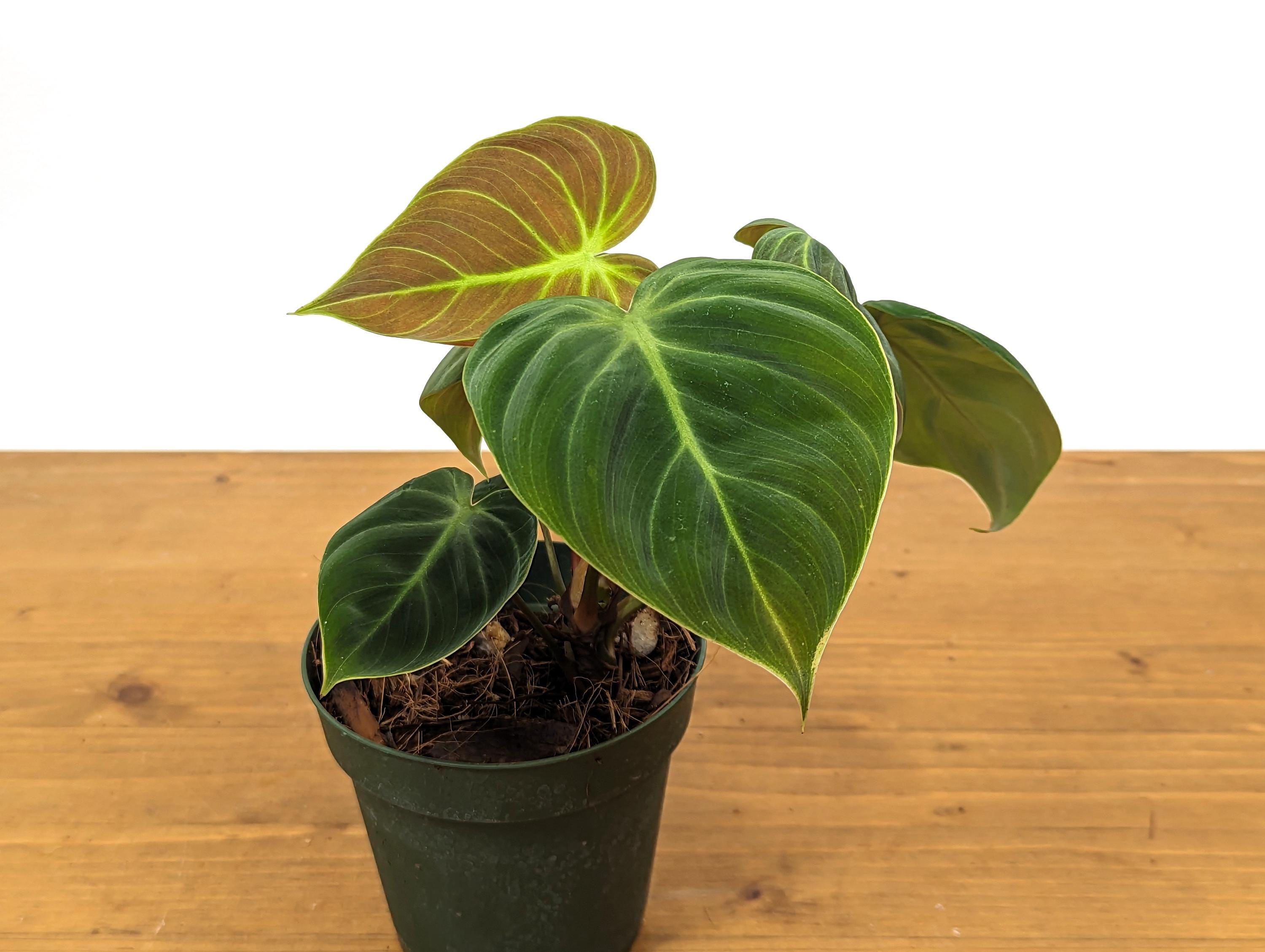 Rubrijuvenile Philodendron El Choco Red - 4 inch pot