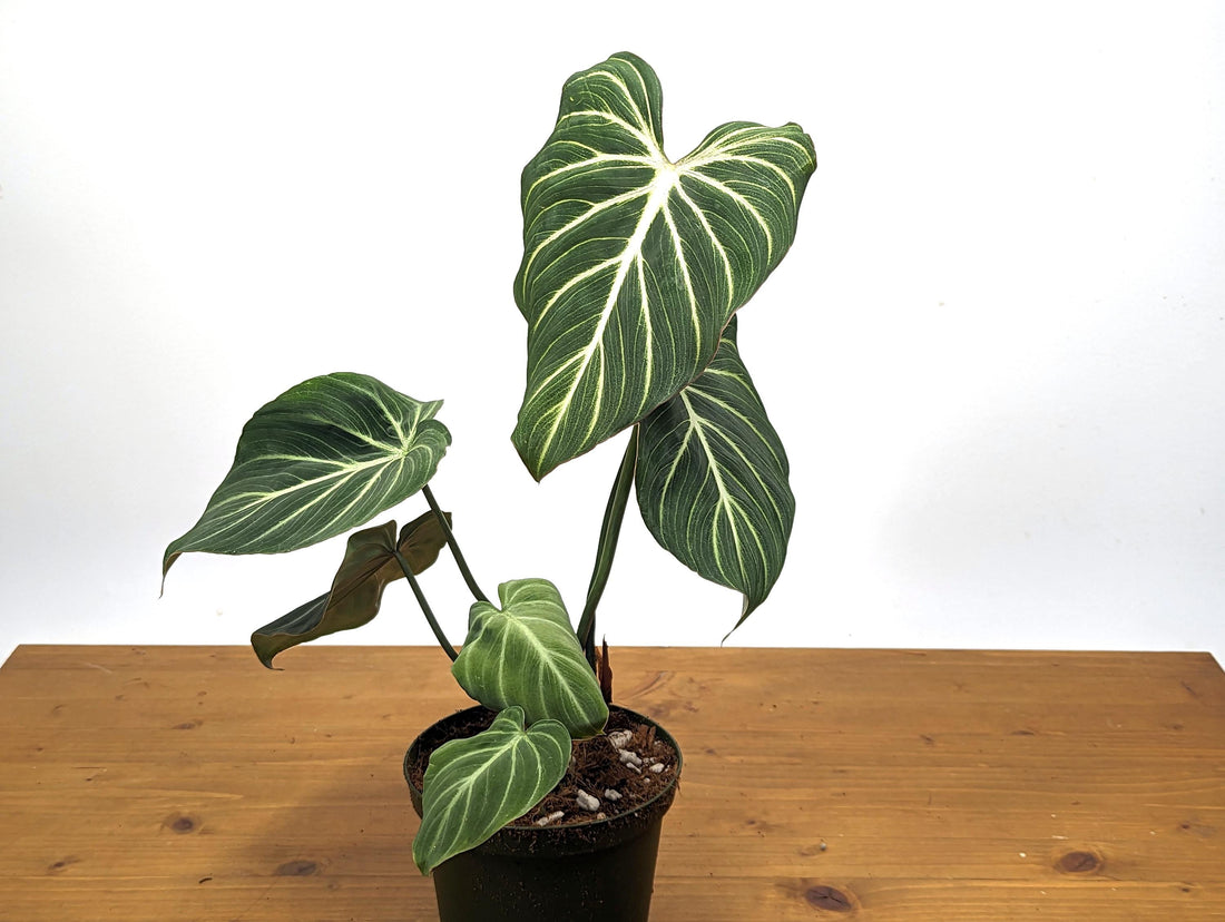 Philodendron Gloriosum Zebra &