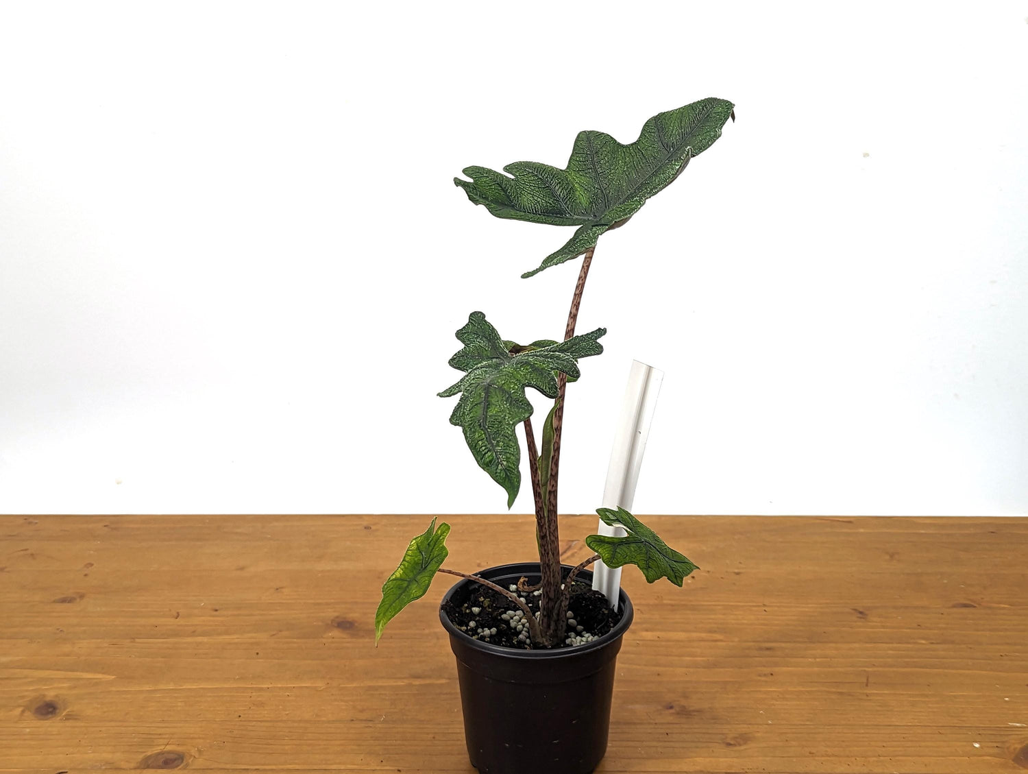 Sport Albo Variegated Alocasia Jacklyn 4 inch pot Live Houseplant Exact Plant 