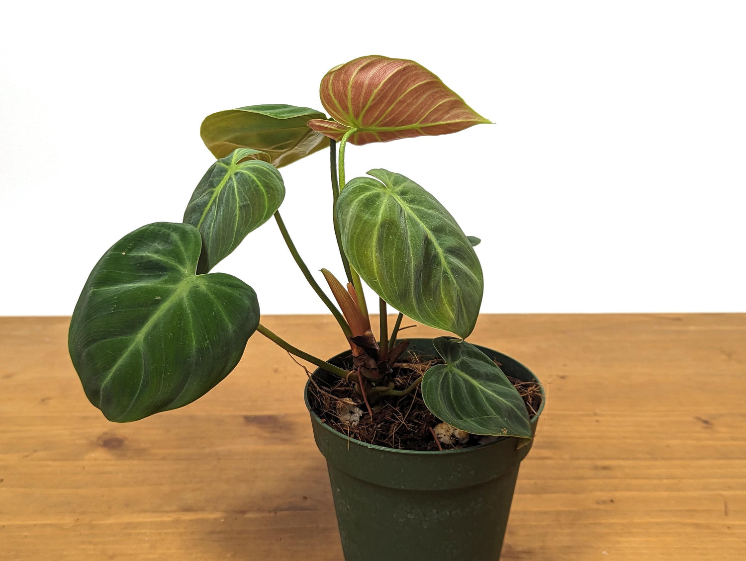 Rubrijuvenile Philodendron El Choco Red - 4 inch pot