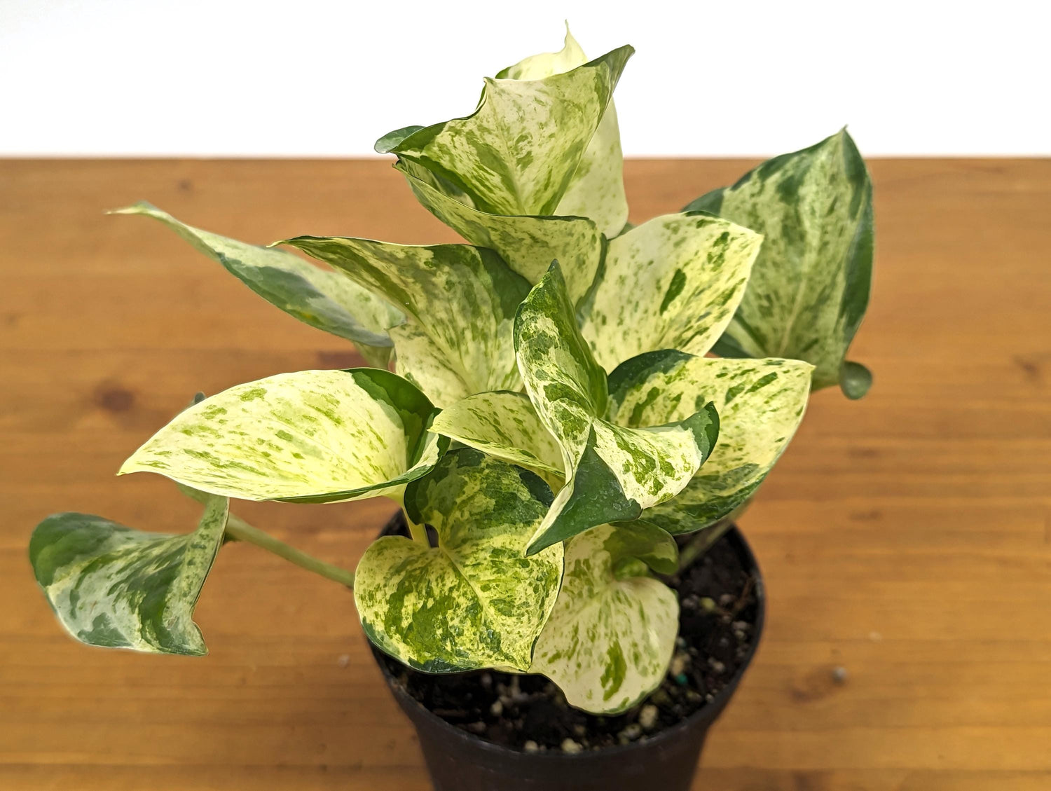 Manjula Pothos Large &amp; Full 4 Inch Pots