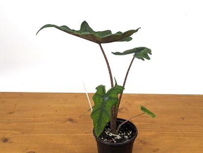 Sport Albo Variegated Alocasia Jacklyn 4 inch pot Live Houseplant Exact Plant 