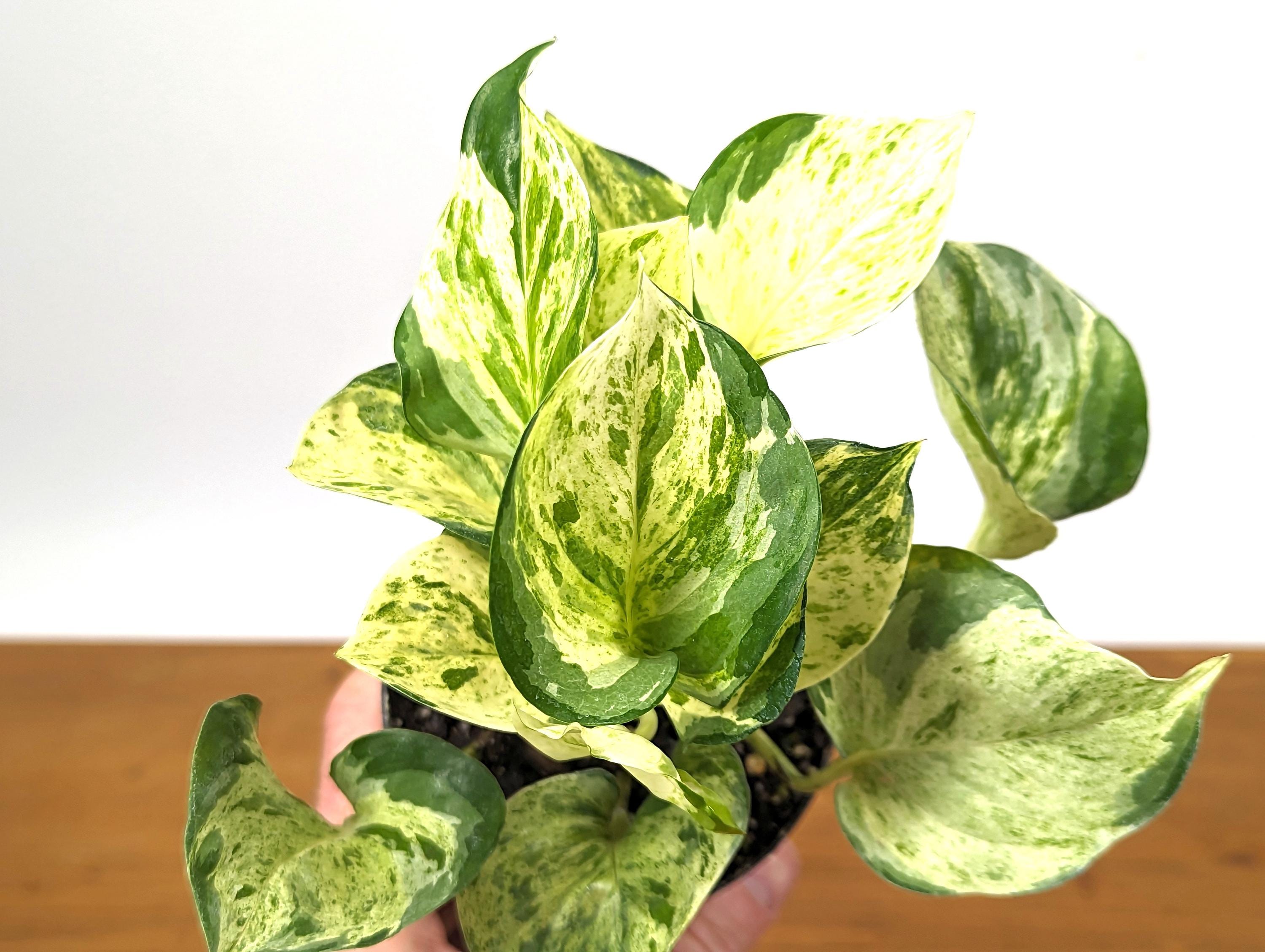 Manjula Pothos Large &amp; Full 4 Inch Pots