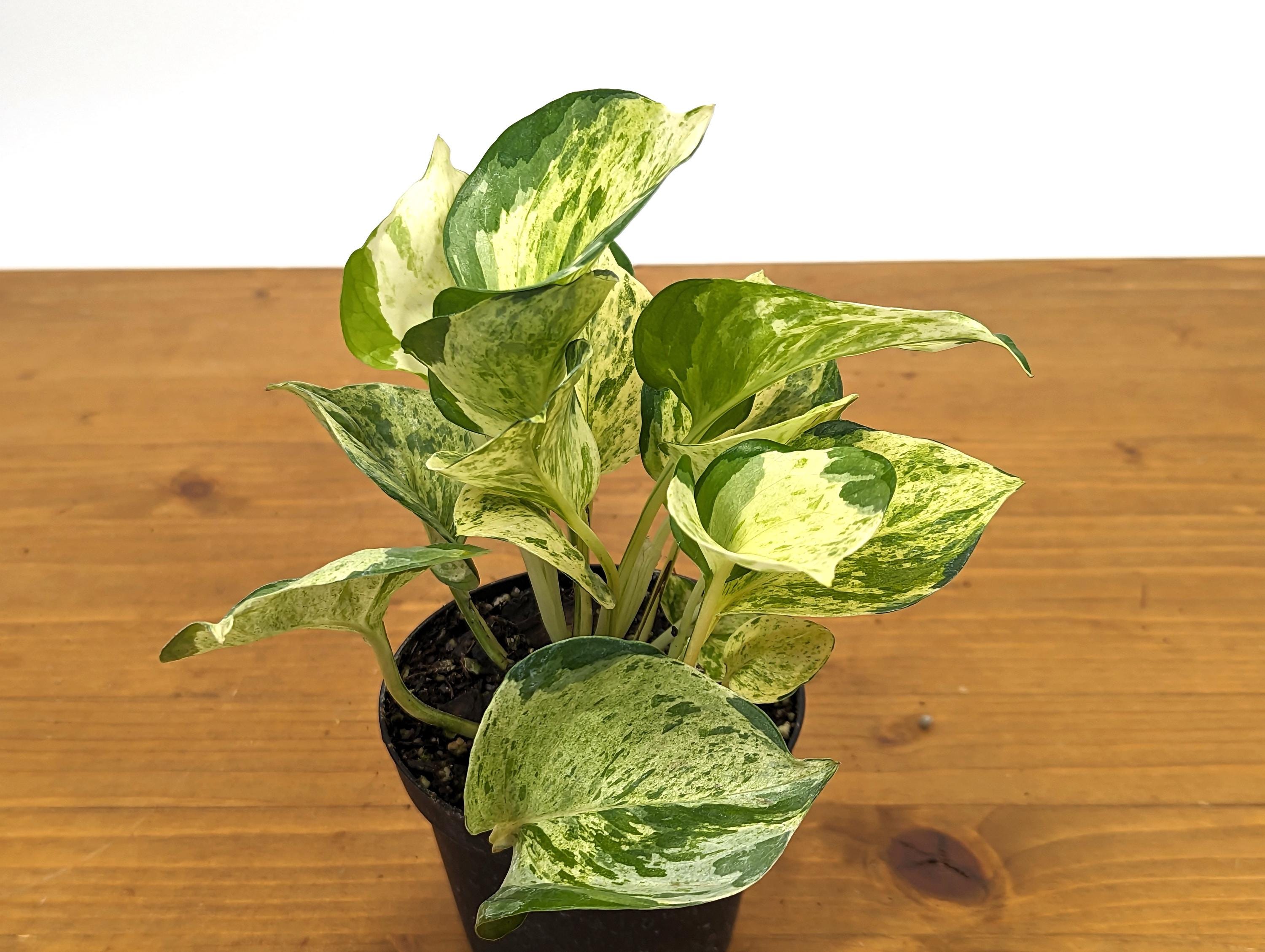 Manjula Pothos Large &amp; Full 4 Inch Pots