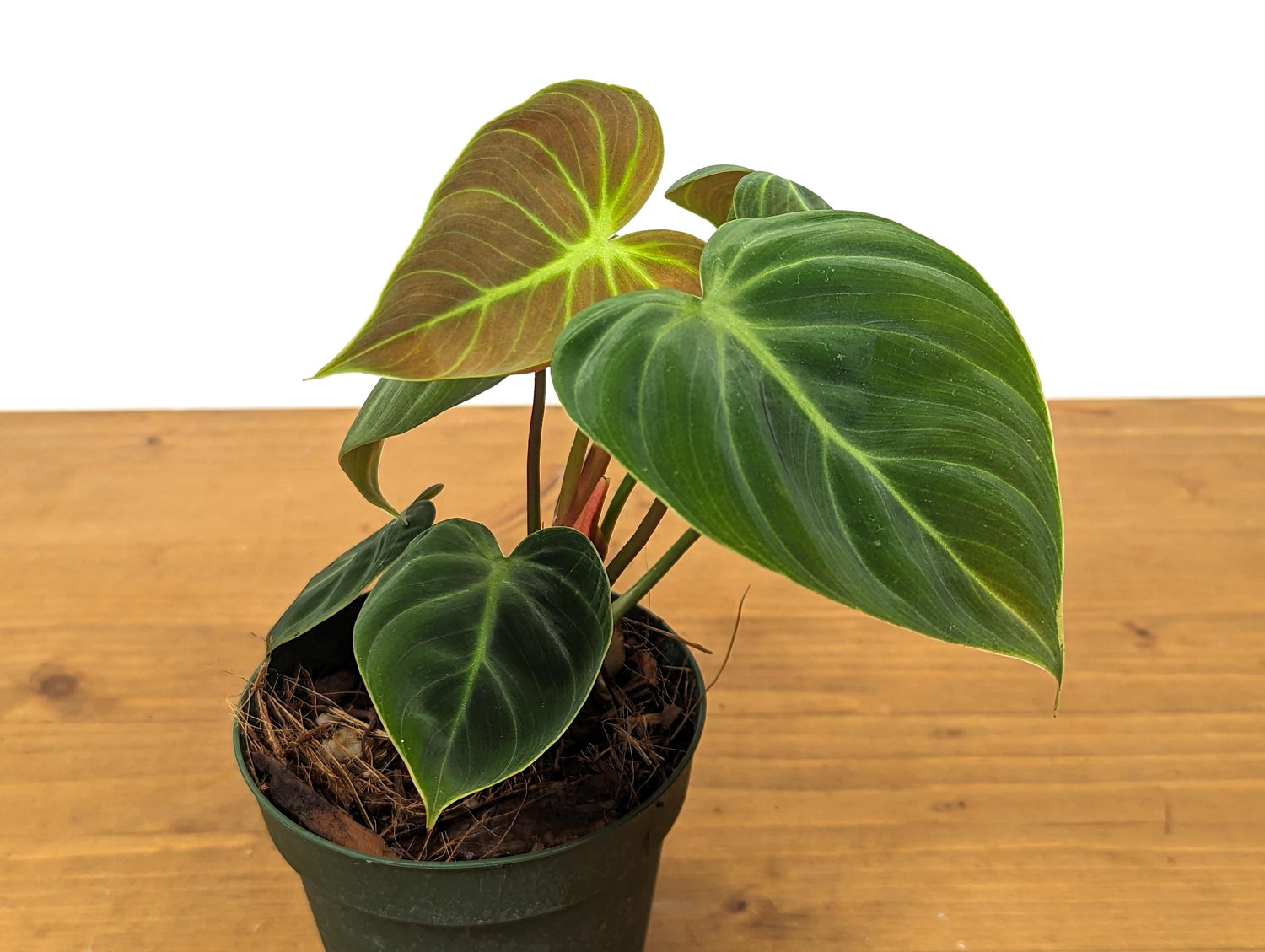 Rubrijuvenile Philodendron El Choco Red - 4 inch pot