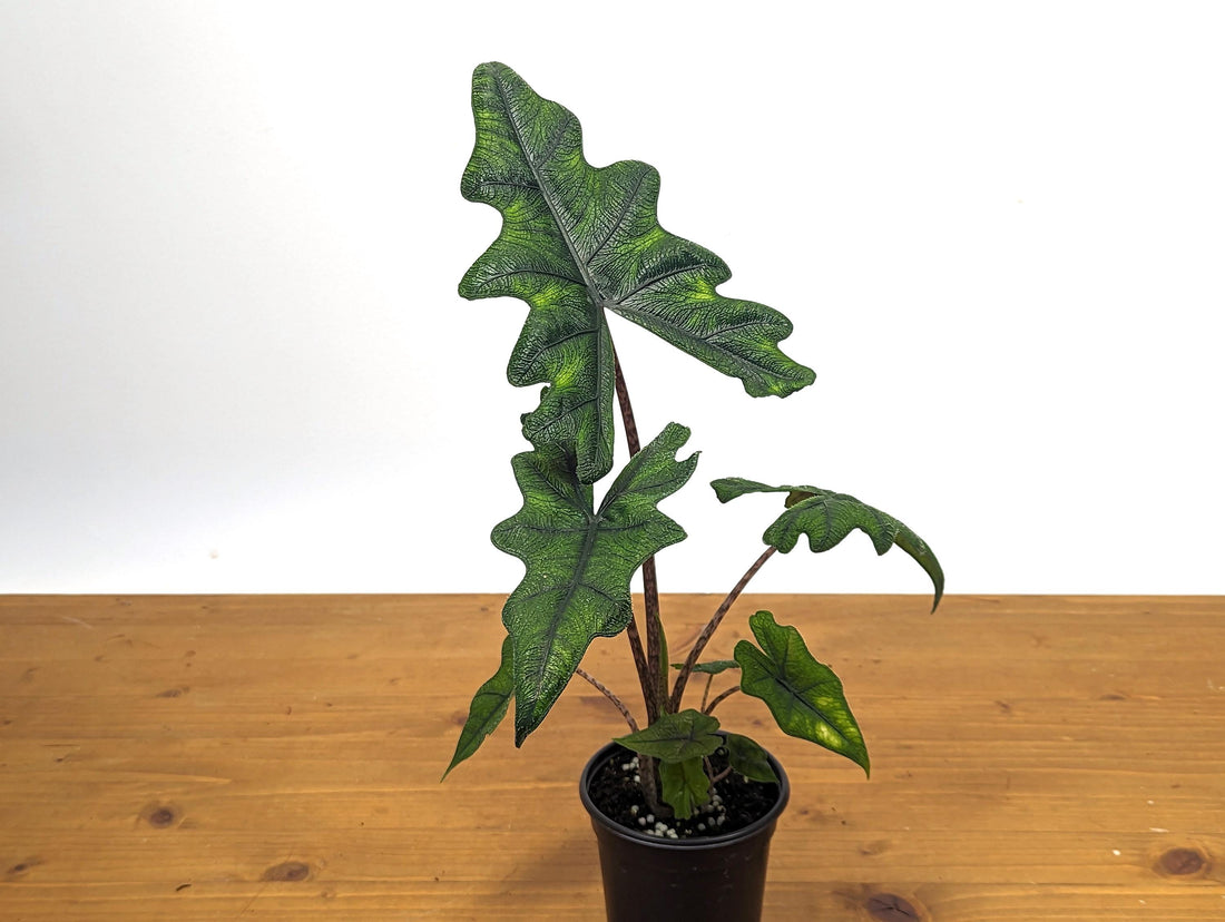 XL Alocasia Jacklyn Tandurusa - 4 inch pot Live Houseplant with HAIRY Leaves