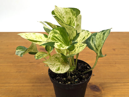 Manjula Pothos Large &amp; Full 4 Inch Pots