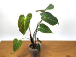Philodendron Rubrijuvenile 'El Choco Red'