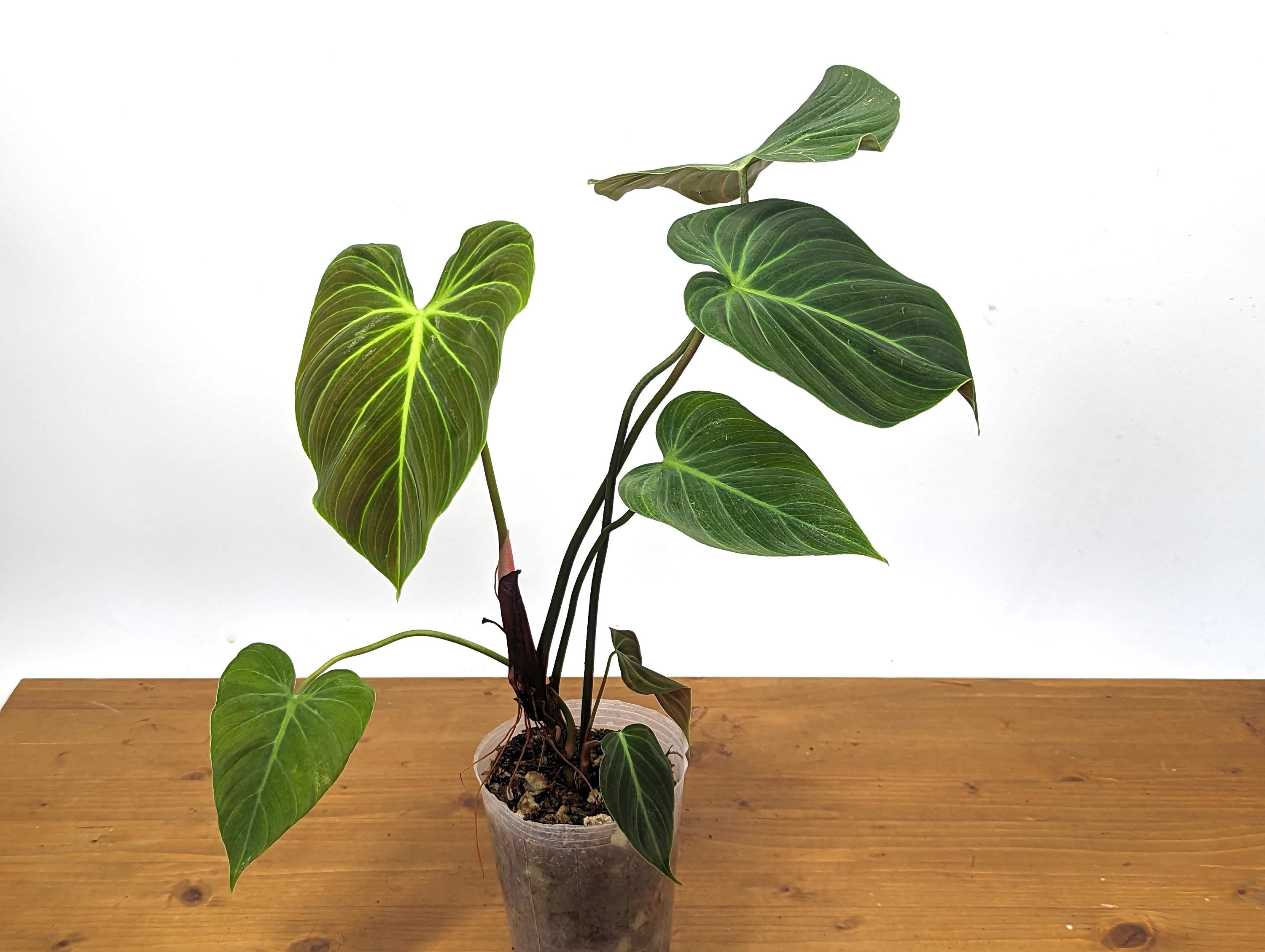 Rubrijuvenile Philodendron El Choco Red - 4 inch pot