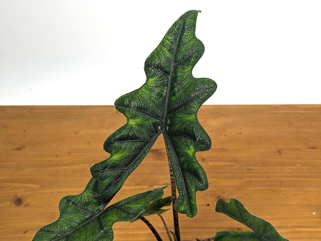 XL Alocasia Jacklyn Tandurusa - 4 inch pot Live Houseplant with HAIRY Leaves