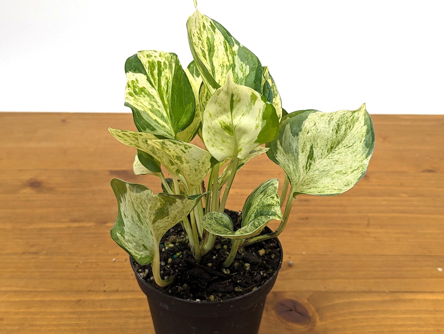 Manjula Pothos Large &amp; Full 4 Inch Pots