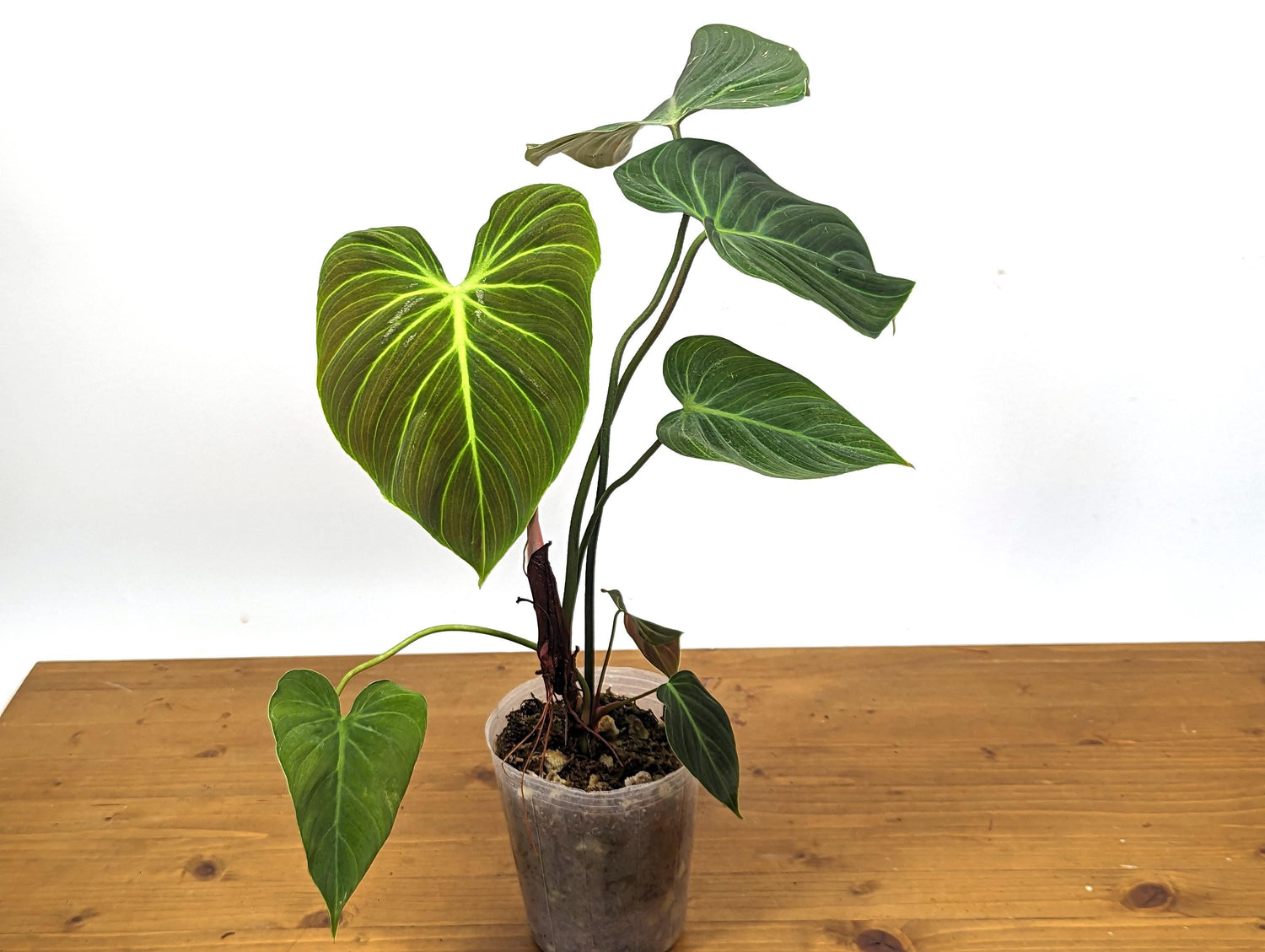 Rubrijuvenile Philodendron El Choco Red - 4 inch pot