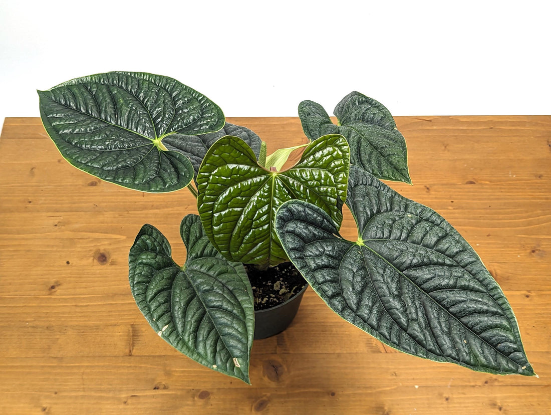 Mature XL Anthurium Luxurians - Deep Textured Leaves - Extra Large Plant in 6 inch pot