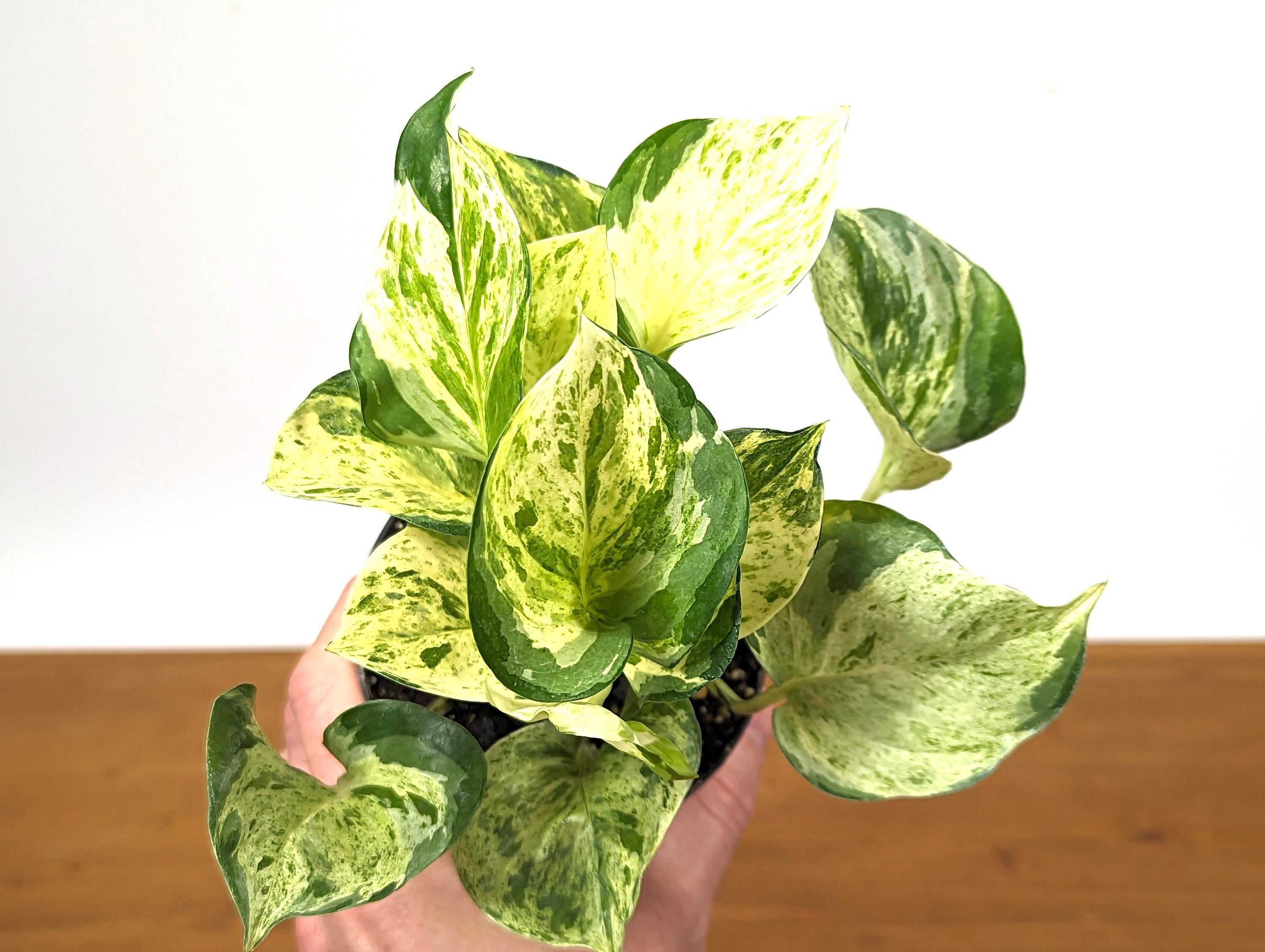 Manjula Pothos Large &amp; Full 4 Inch Pots