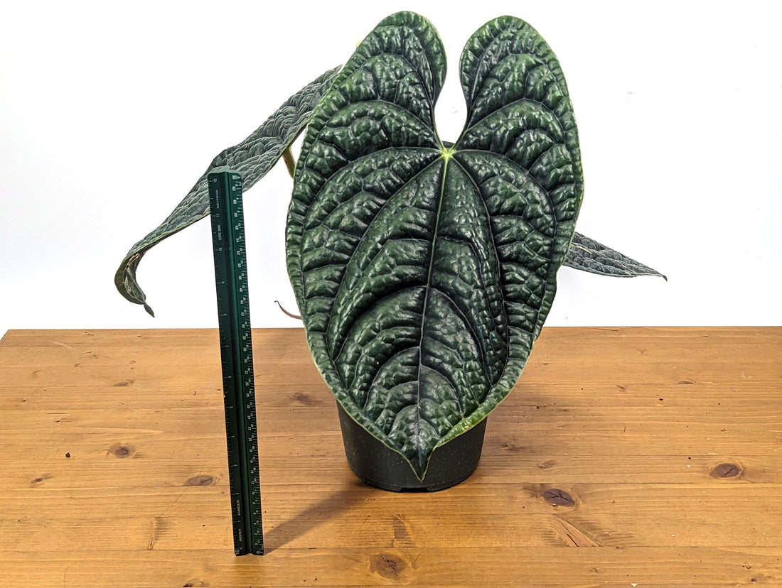 Mature XL Anthurium Luxurians - Deep Textured Leaves - Extra Large Plant in 6 inch pot