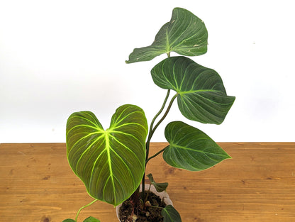 Rubrijuvenile Philodendron El Choco Red - 4 inch pot