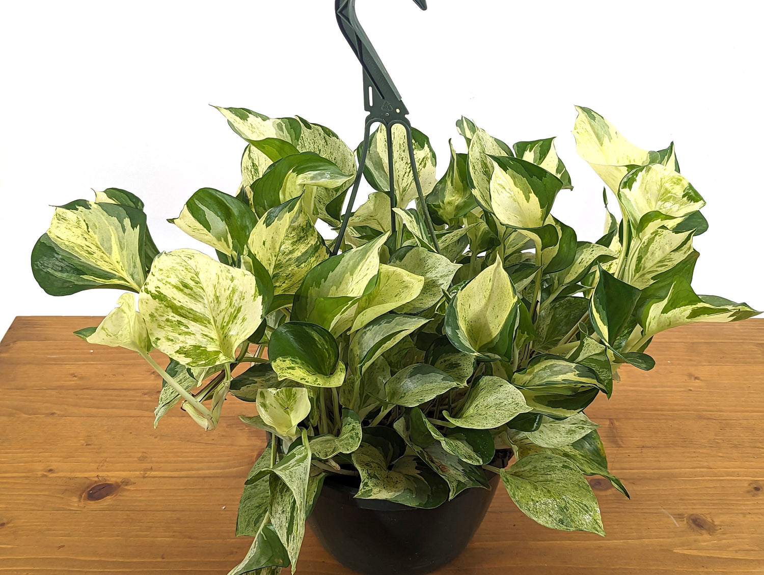 Manjula Pothos Large &amp; Full 4 Inch Pots