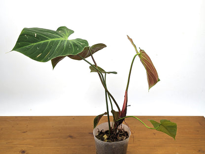 Rubrijuvenile Philodendron El Choco Red - 4 inch pot