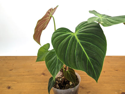 Rubrijuvenile Philodendron El Choco Red - 4 inch pot