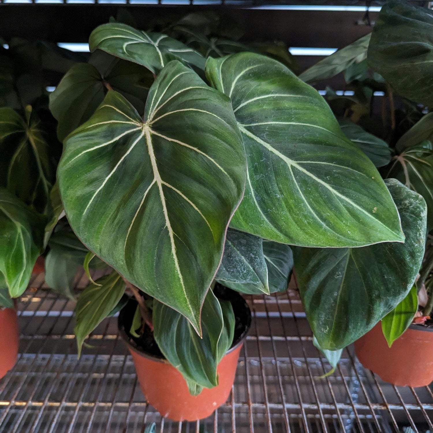 Philodendron Gloriosum in 6 inch Pot - Multiple Growth Points - Ready for a Pole!