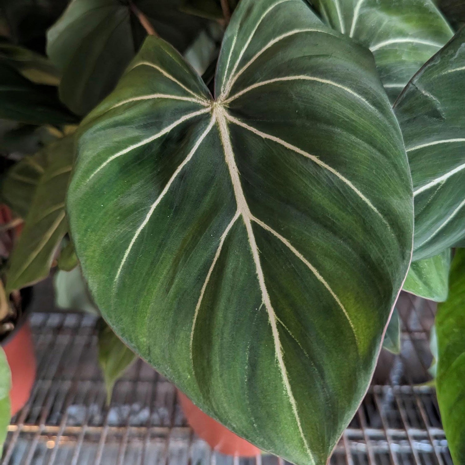 Philodendron Gloriosum in 6 inch Pot - Multiple Growth Points - Ready for a Pole!