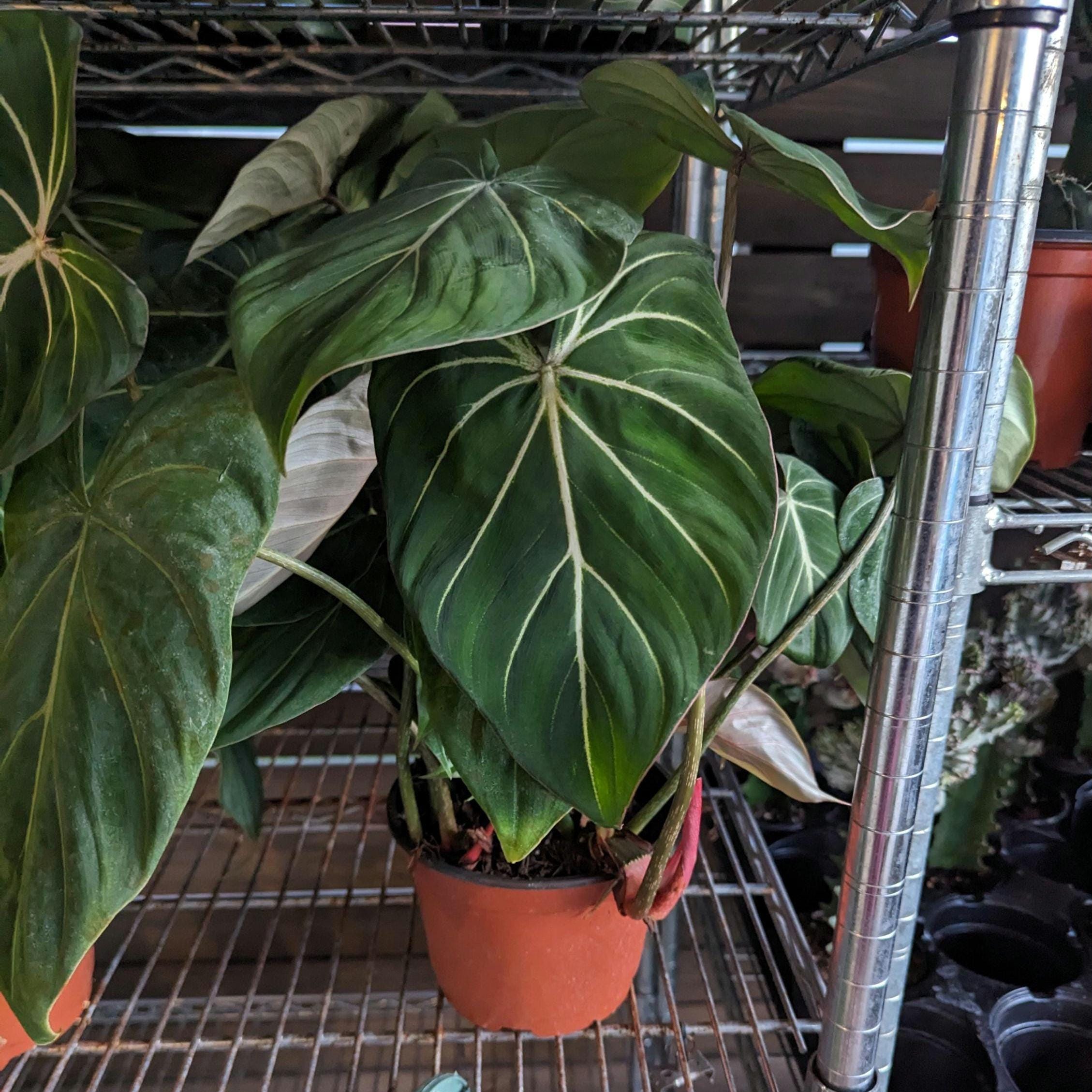 Philodendron Gloriosum in 6 inch Pot - Multiple Growth Points - Ready for a Pole!