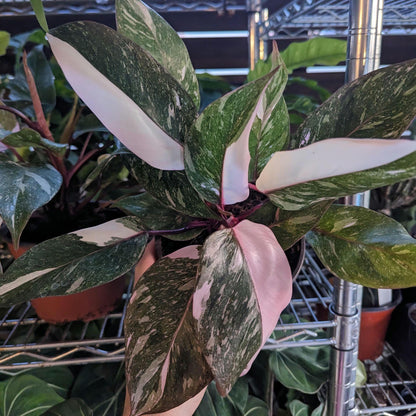 Philodendron Pink Princess Galaxy in 6 Inch Pot XL - Highly Variegated form of Pink Princess