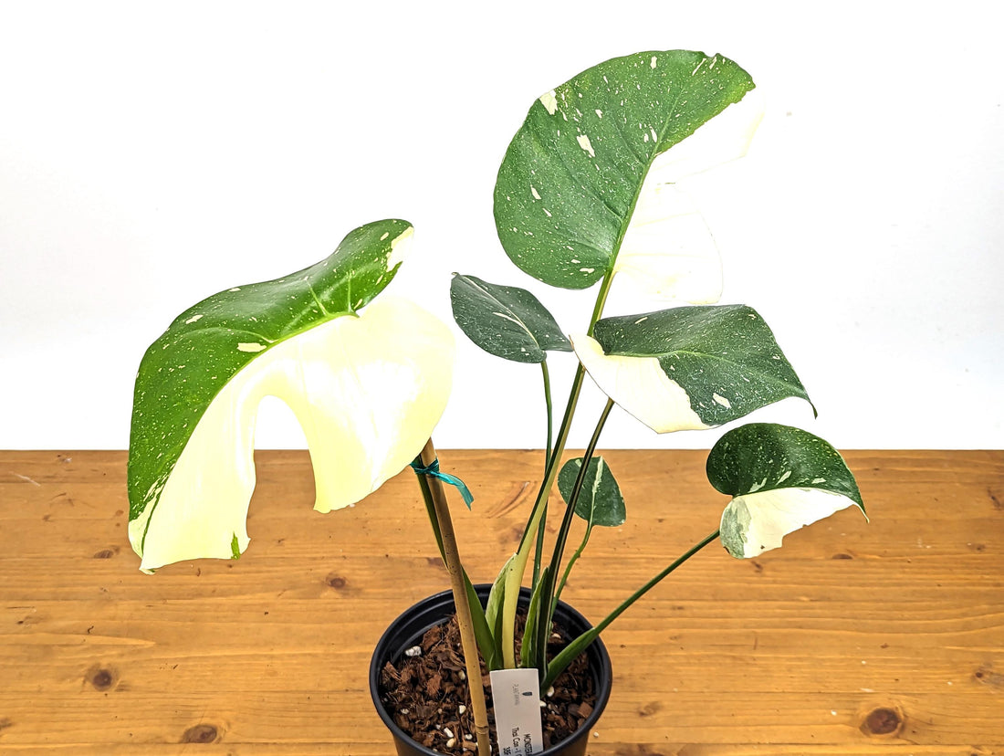 Half Moon Monstera Thai Constellation 6 Inch 1 Gallon Pot - 