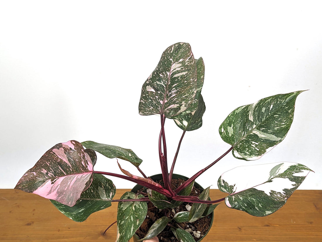 Philodendron Pink Princess Galaxy in 6 Inch Pot XL - Highly Variegated form of Pink Princess