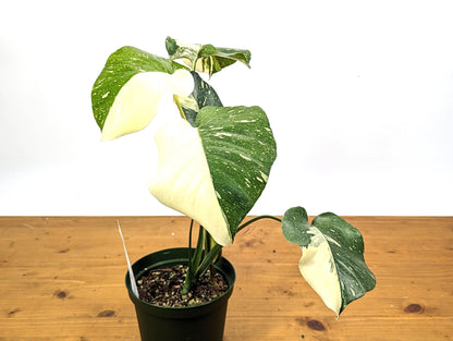 Half Moon Monstera Thai Constellation 6 Inch 1 Gallon Pot - 