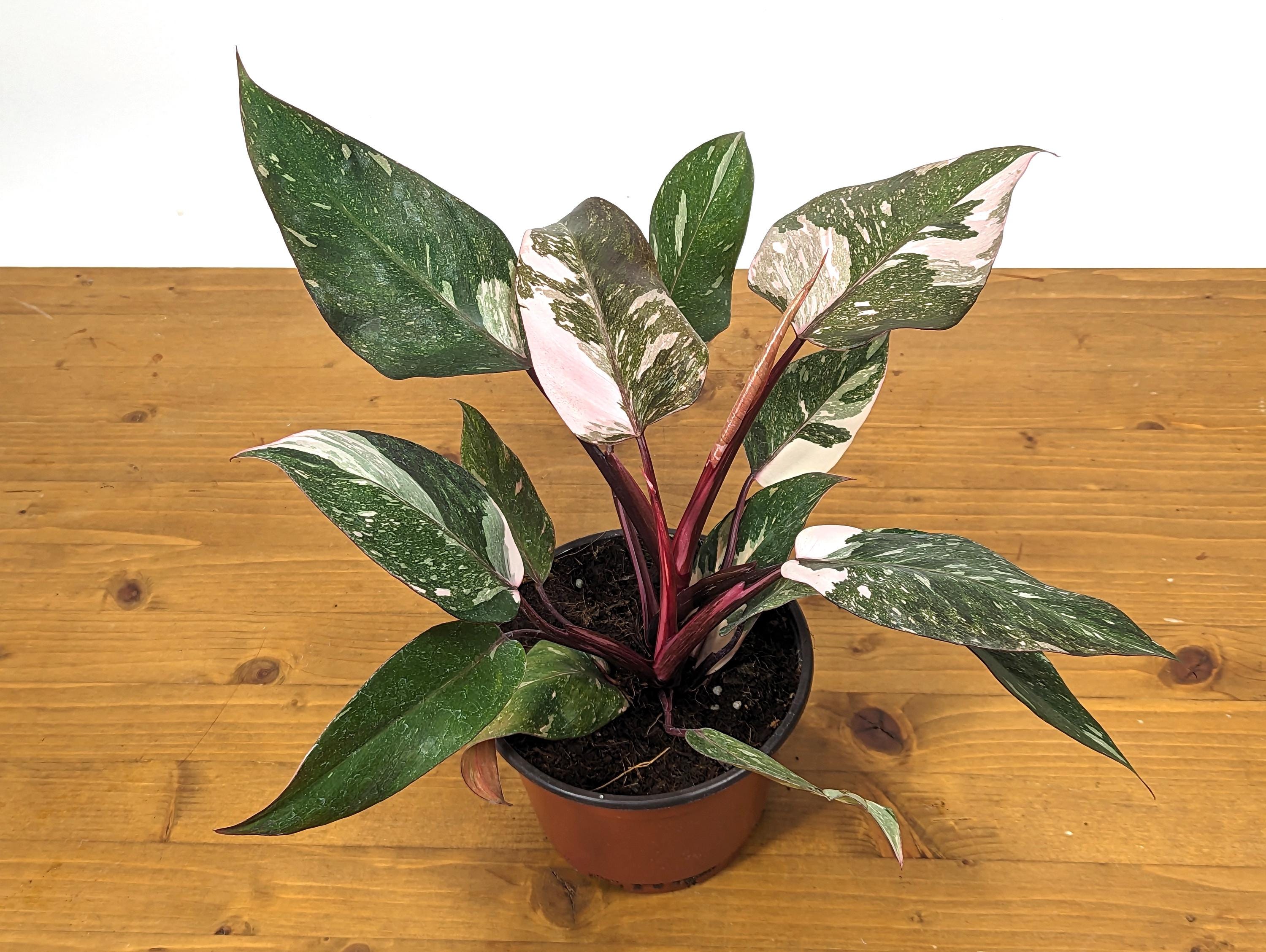 Philodendron Pink Princess Galaxy in 6 Inch Pot XL - Highly Variegated form of Pink Princess