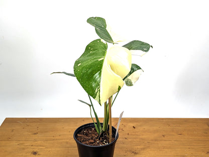 Half Moon Monstera Thai Constellation 6 Inch 1 Gallon Pot - 