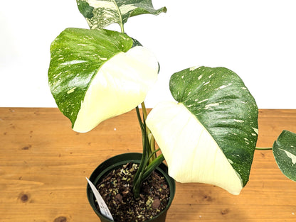 Half Moon Monstera Thai Constellation 6 Inch 1 Gallon Pot - 