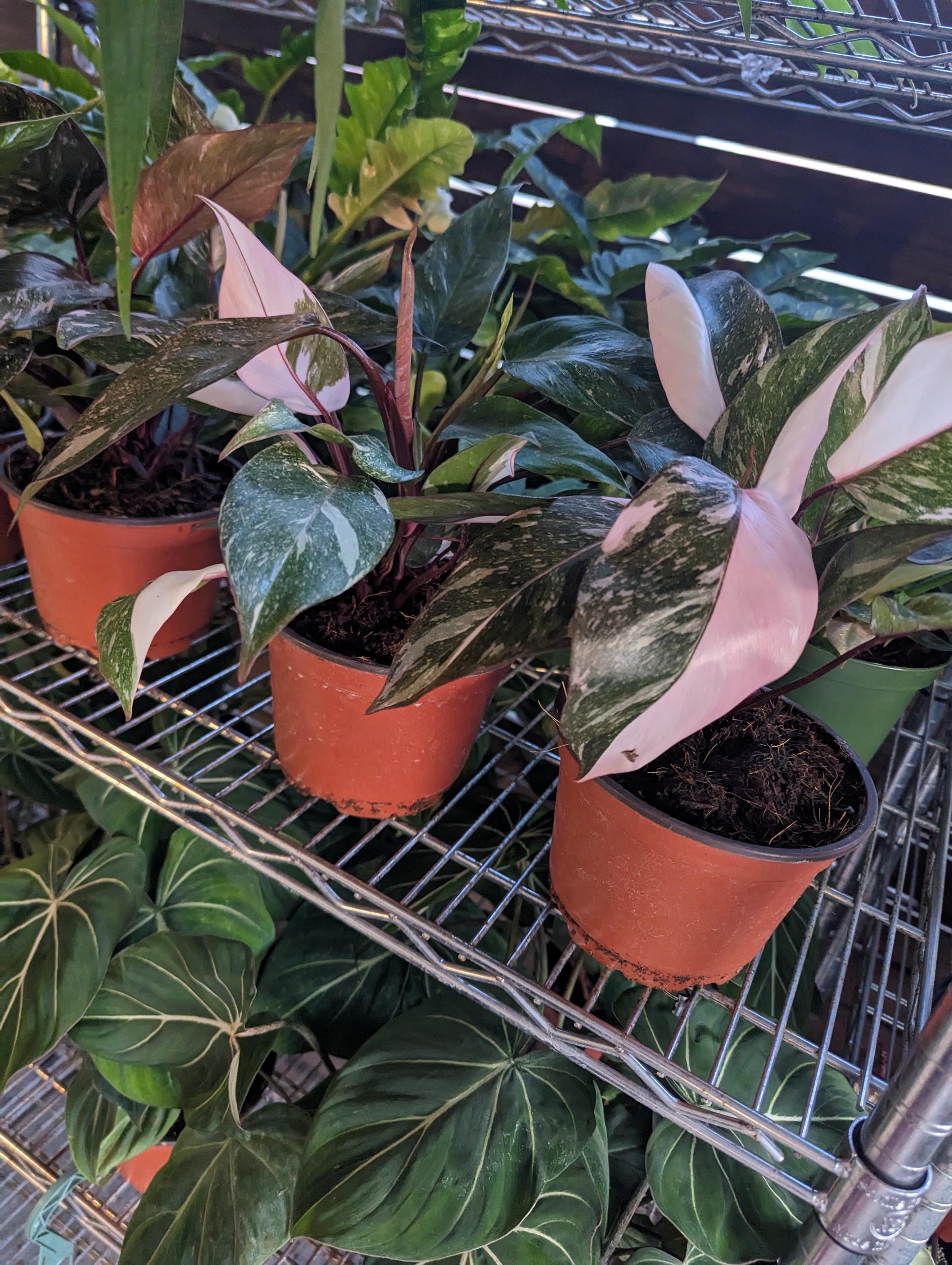 Philodendron Pink Princess Galaxy in 6 Inch Pot XL - Highly Variegated form of Pink Princess