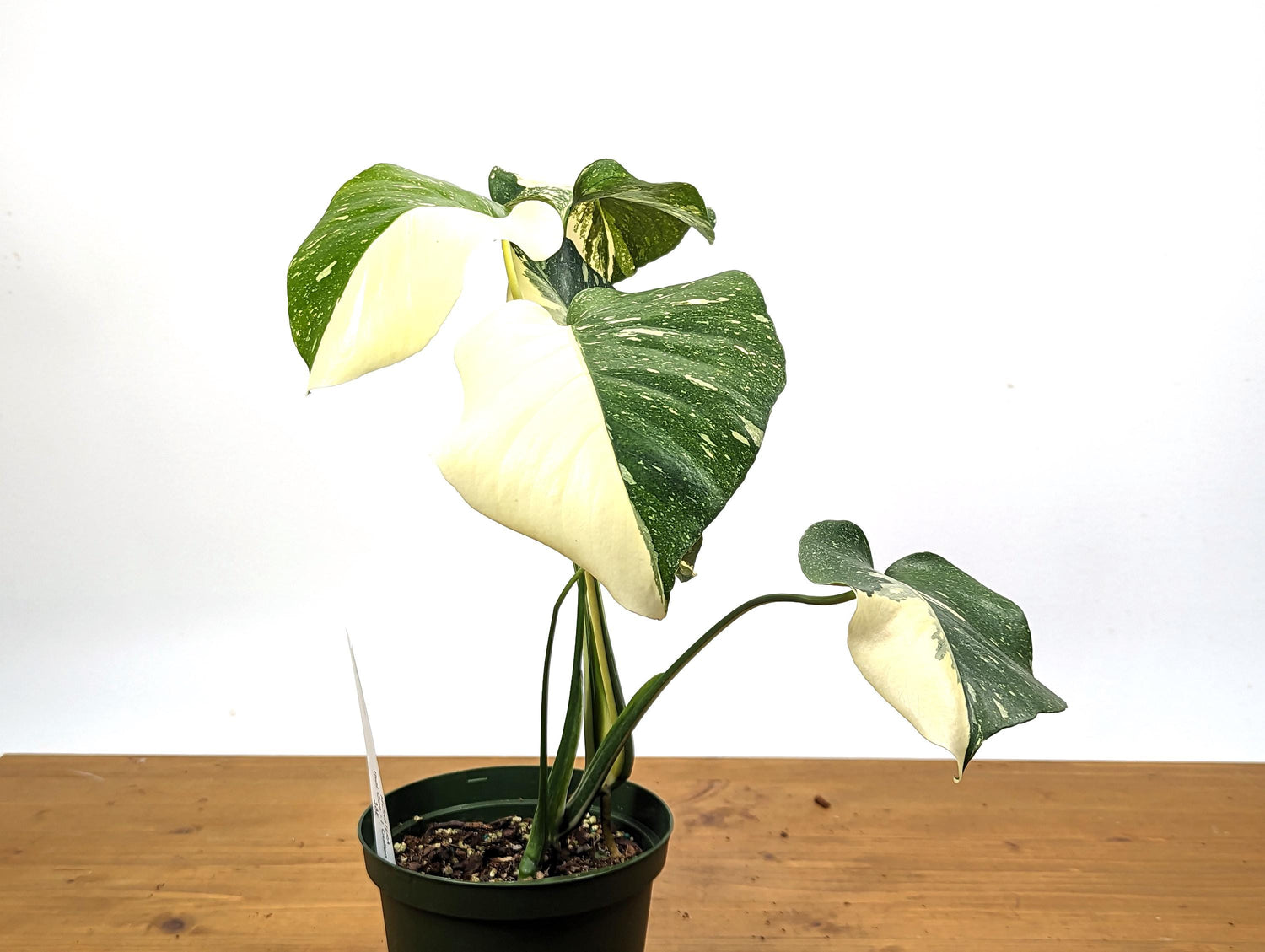 Half Moon Monstera Thai Constellation 6 Inch 1 Gallon Pot - 