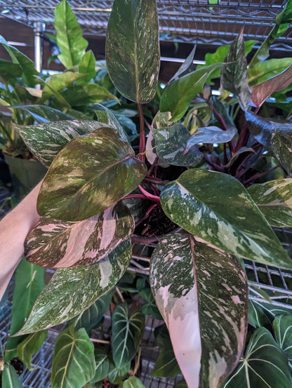 Philodendron Pink Princess Galaxy in 6 Inch Pot XL - Highly Variegated form of Pink Princess