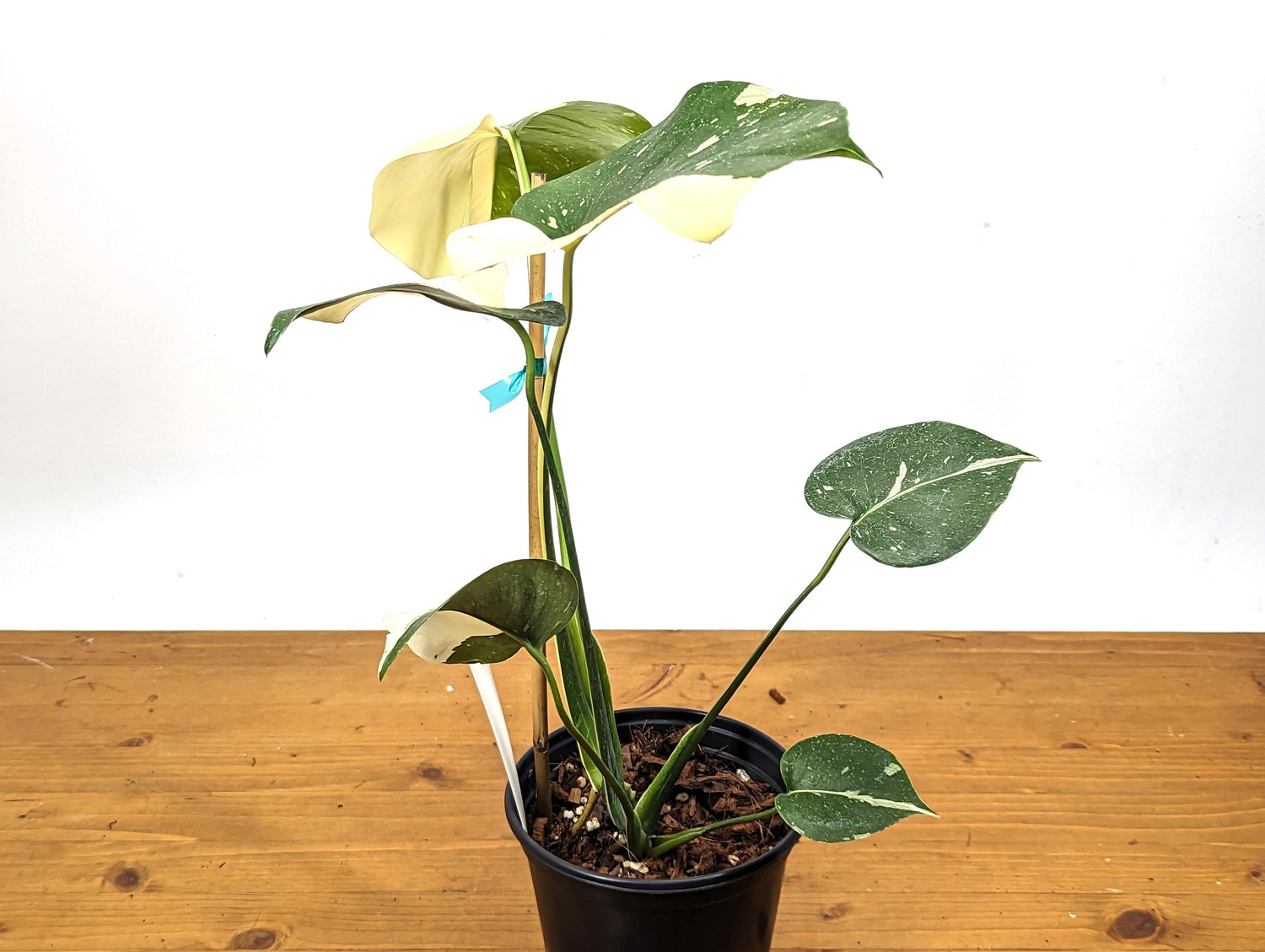 Half Moon Monstera Thai Constellation 6 Inch 1 Gallon Pot - 