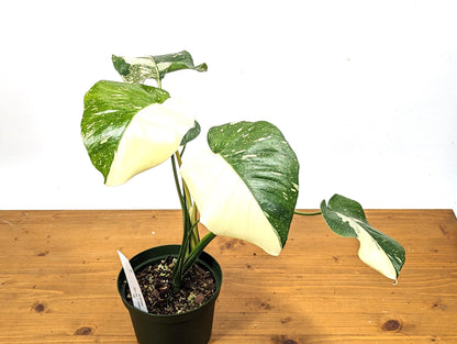 Half Moon Monstera Thai Constellation 6 Inch 1 Gallon Pot - 