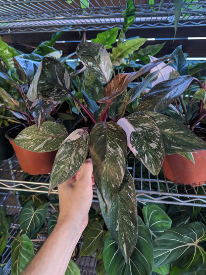 Philodendron Pink Princess Galaxy in 6 Inch Pot XL - Highly Variegated form of Pink Princess