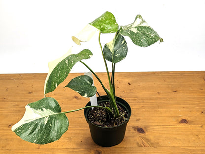 Half Moon Monstera Thai Constellation 6 Inch 1 Gallon Pot - 