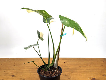 Half Moon Monstera Thai Constellation 6 Inch 1 Gallon Pot - 