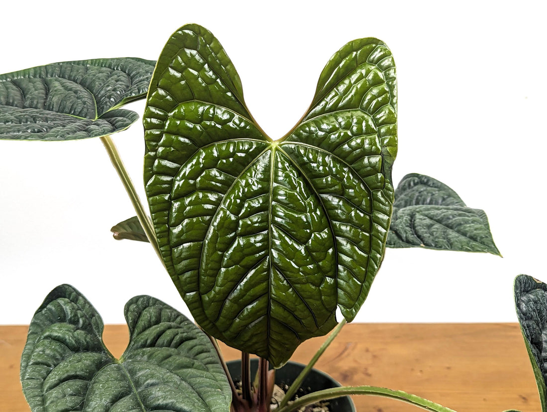 Mature Anthurium Luxurians - 6 inch pot